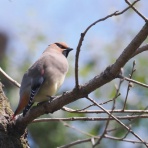 野鳥は可愛い♪ ２