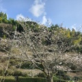春本番
