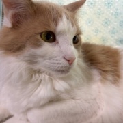 「お顔にお水がついていますよ」と猫に言ったら・・・