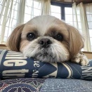 今日は雨だワン。(´ｰ｀)