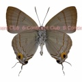 オスルリフタオシジミ♂ (マレー半島) Hypolycaena erylus teatus
