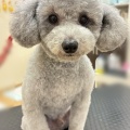 ポチ君