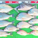2026年8月8日　釣果