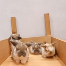 小さくたって撫でられたい