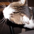 猫に小判を与えたら。 埋蔵金：千八百伍拾七両　そんなんやったらなんで戻るぅ？