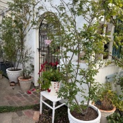 ＊バラの強い生命力に改めて感動した朝