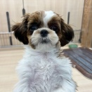 お店の子紹介🐶