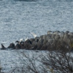 ふなきちのフィールドノート