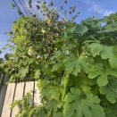 ヤマボウシの中にゴーヤがいるよ。