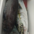 釣果情報
