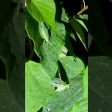 撮影してて「おぉ！？」となった生き物動画