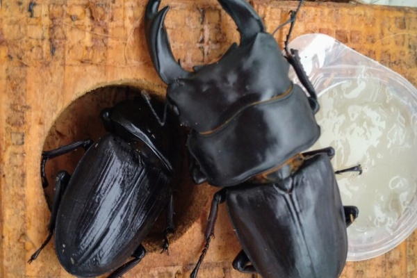 R3675様とお話し中‼️】オオクワガタペア イベント用