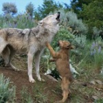 イヌはなぜサイレンで鳴く？　遠吠えの様々な理由　イヌはもちろん、サルやネズミの仲間まで