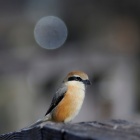 『投稿：公園で見られる野鳥たち　2025/03/09』の画像