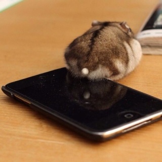 ハムケツ.com