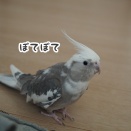 各々遊ぶニュークスィー