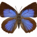 アソピアムラサキシジミ♀ (タイ) Arhopala asopia asopia