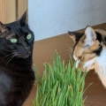 ねこ草