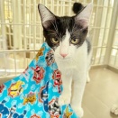 里親さんを待ってる猫たち(12/25)