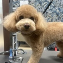 トリミングブログ