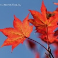 溜池の紅葉