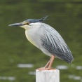 2026年6月24日の野鳥公園