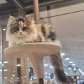 三毛姉妹🐈
