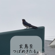  4月5日　玄鳥至(つばめきたる)