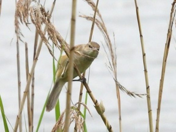 2026年5月22日の野鳥公園