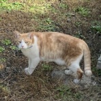 じょいふるちゅうりっぷ・手作り工房