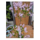 ライラックとカランコエが満開です。