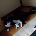 ガンになった飼い猫に、気休めでアガリクスを飲ませていたが治療の甲斐なくﾀﾋ亡。残っていたアガリクスは猫を飼っている友人にあげた。→５年後その友人の家に行ったらなんと・・・