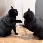 おそらくその平凡こそ幸せ　猫と私と家族の日常