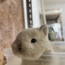 ネザーランドドワーフの赤ちゃん　2026年6月5日生まれ