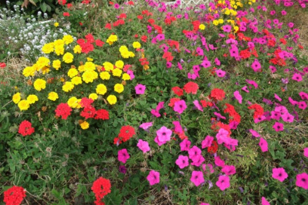 赤 白 黄 紫 緑 これも秋の花 楽しいことが一番