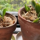 メイラシュリームの植え替え＆2025年7月の開花時の写真