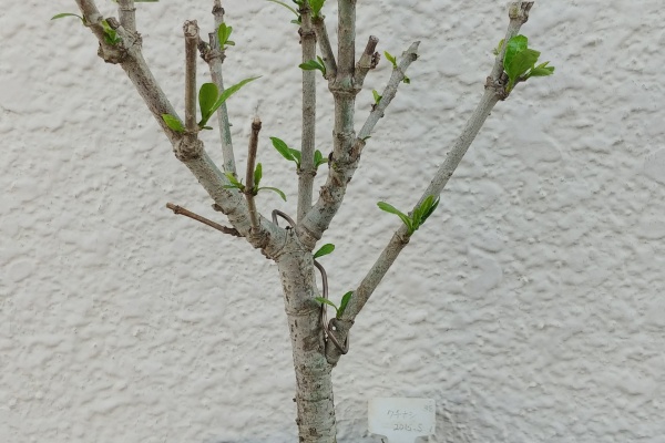 盆栽な感じで 的な クチナシ