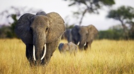 タンザニア「ゾウの密猟が止まらないので、密猟者はその場で処刑する」