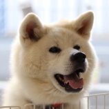 『明日、11月23日(火・祝)もオープンしています!』の画像