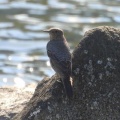 2026年10月11日の野鳥公園