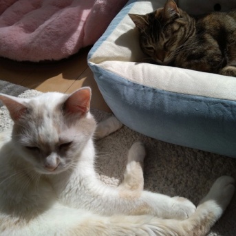 実物のﾈｺﾁｬﾝたちセカンド239