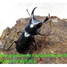 〇25日まではポイント5倍＼(^o^)／