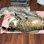 にゃんズの母（認知症と猫とわたし）