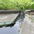 野湯ですみっコぐらし