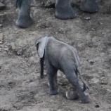『罠にかかった赤ちゃんゾウ』の画像