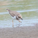 コチドリ幼鳥は２羽 Little Ringed Plover