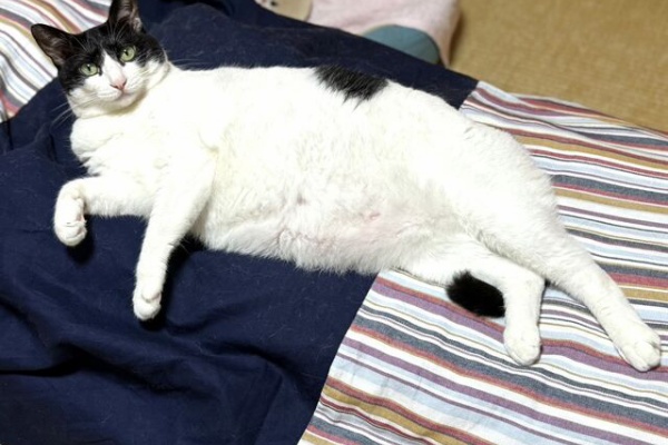 ねこ 猫 ネコ好きは とまらニャィッ♪