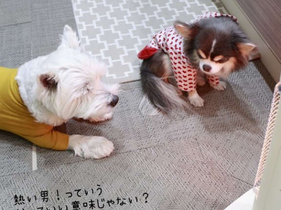 いやいや燃えるぞ？ストーブに群がる我が家のわんこたち