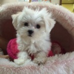 グルーミングハウスおおはし