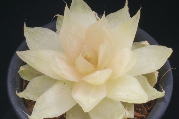 日本ハオルシア協会 Official Blog - species